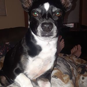 Meet your Posher, Hans